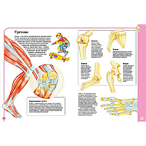 The first atlas of human anatomy