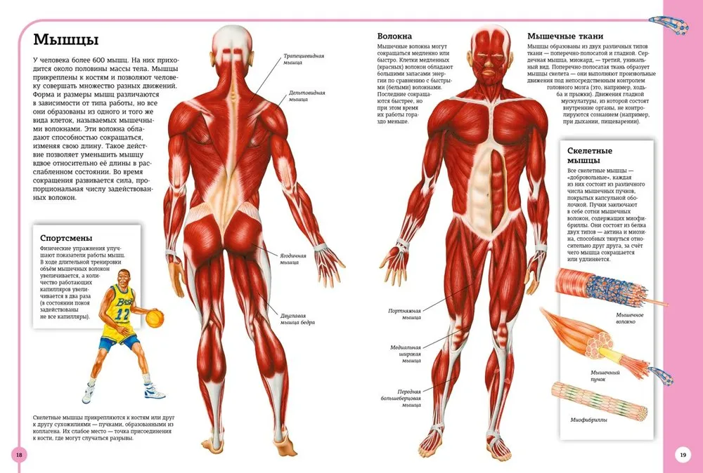 The first atlas of human anatomy