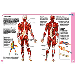 The first atlas of human anatomy