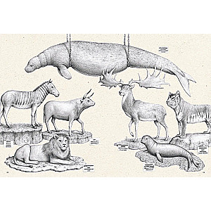 On the verge of extinction. Fauna of the Earth