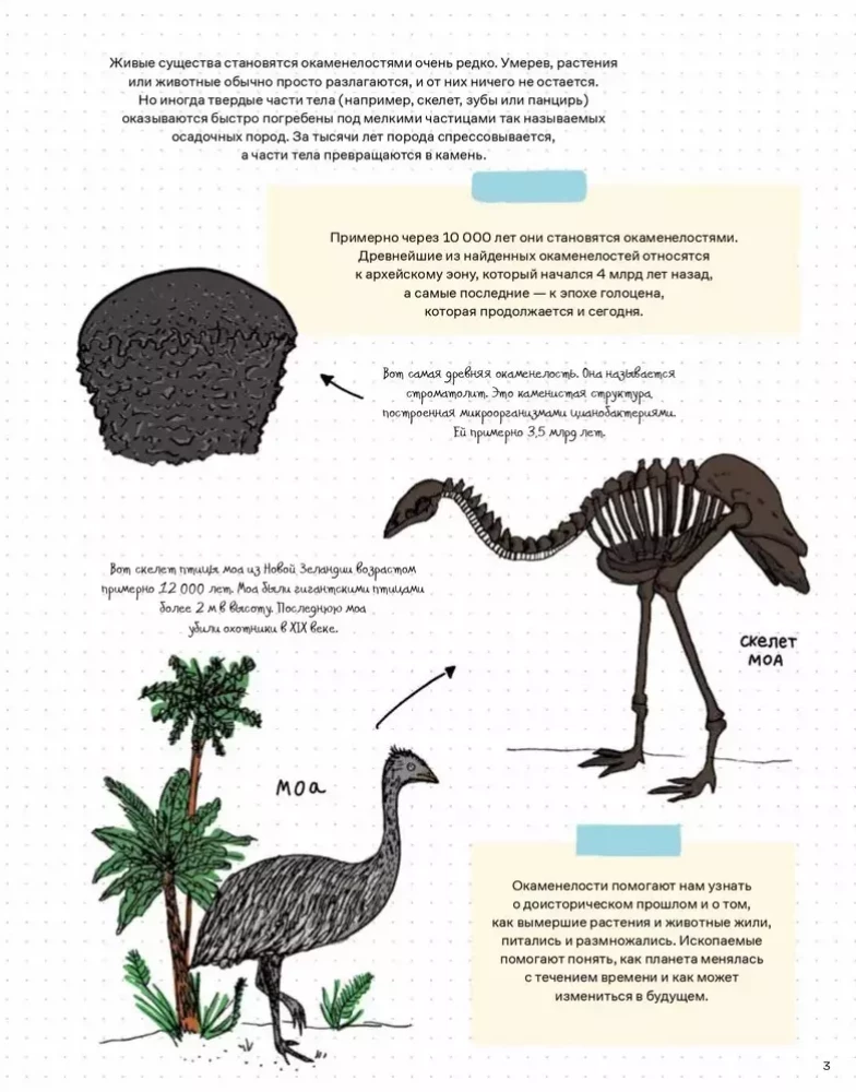 Stones and bones. Fossils and the stories they tell