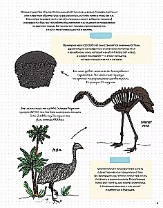 Stones and bones. Fossils and the stories they tell