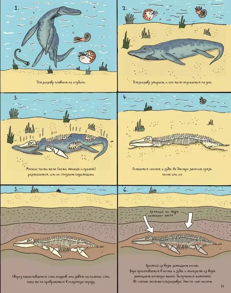 Stones and bones. Fossils and the stories they tell