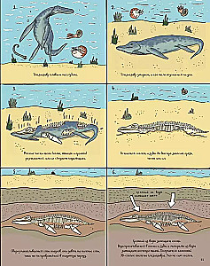 Stones and bones. Fossils and the stories they tell