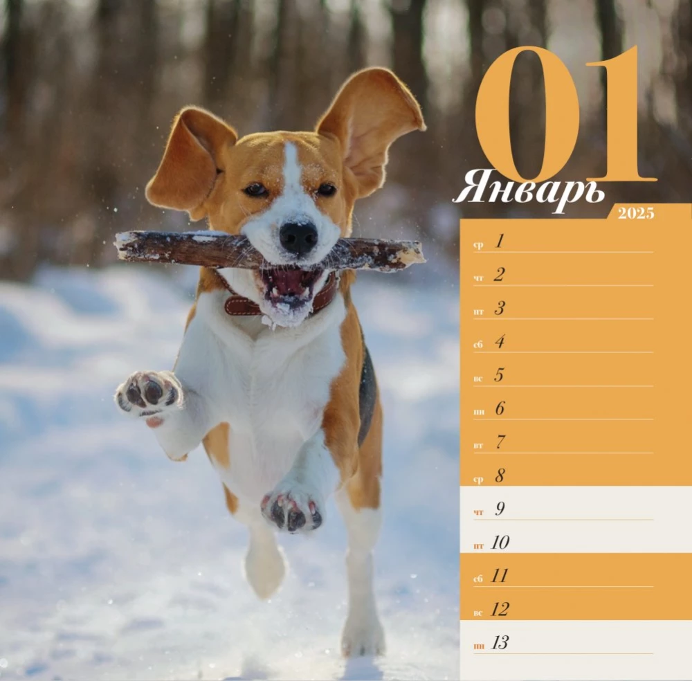 Wall calendar about dogs. Four seasons for 2025