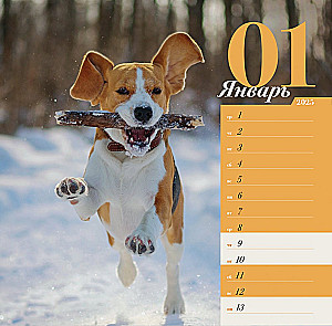 Wall calendar about dogs. Four seasons for 2025