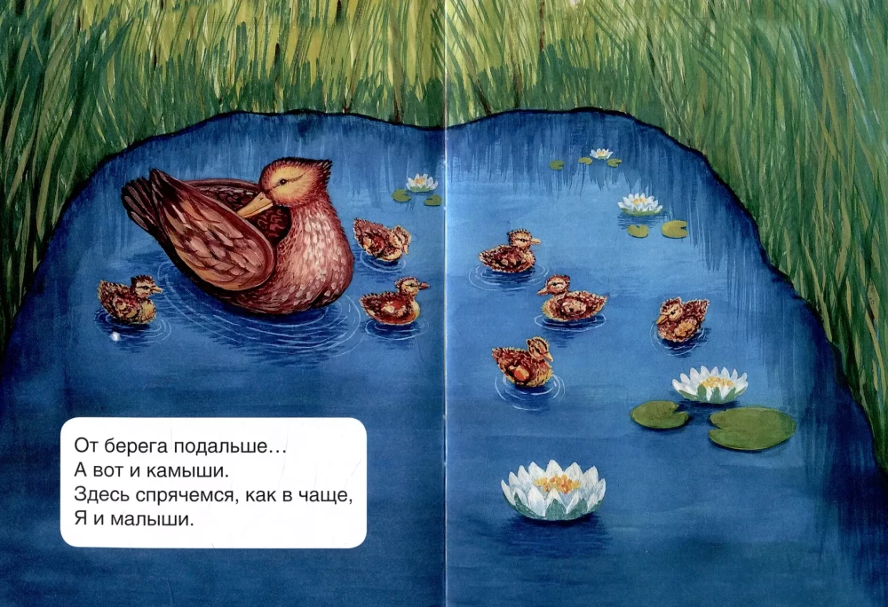 Ducks
