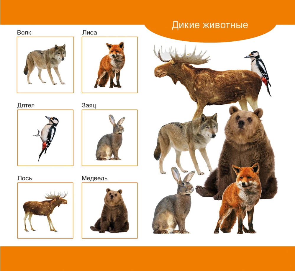 Lotto drewniane Zwierzęta domowe i dzikie