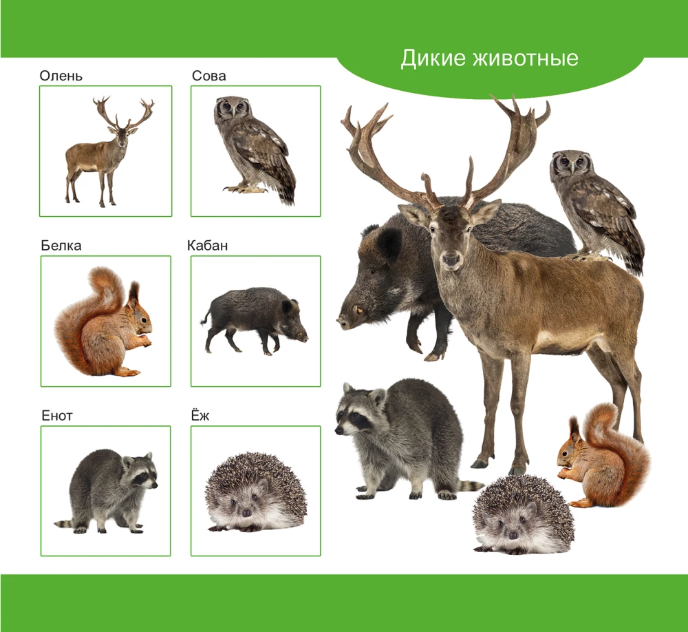 Lotto drewniane Zwierzęta domowe i dzikie