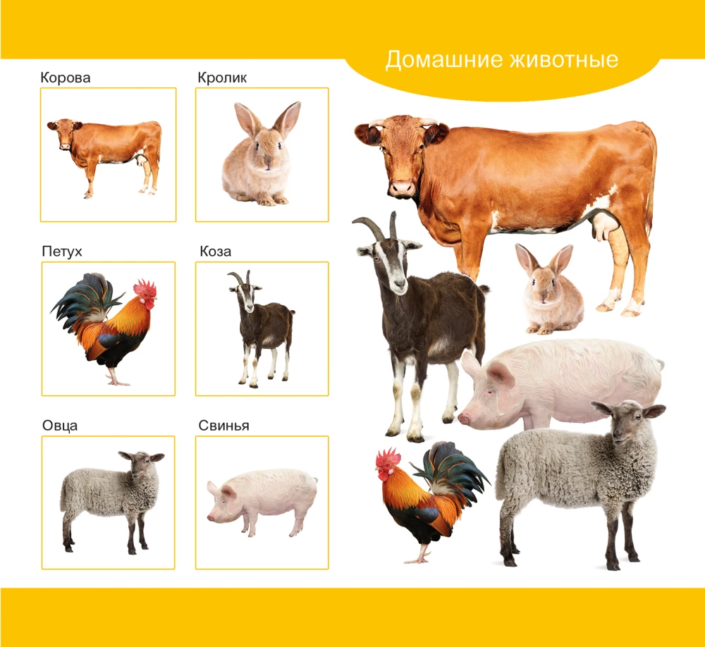 Lotto drewniane Zwierzęta domowe i dzikie