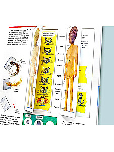 What? Why? What for? Studying our body (with magical windows)