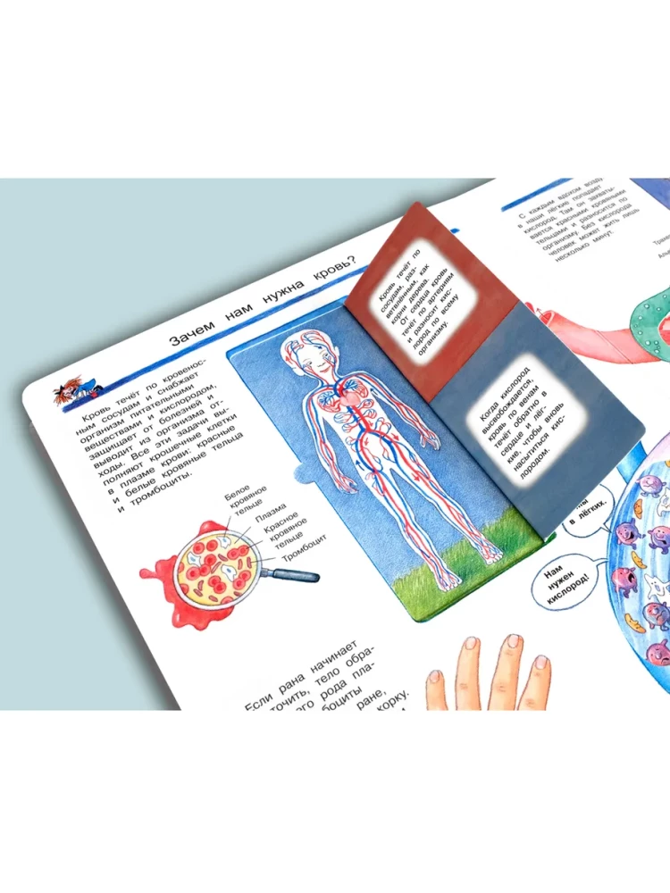 What? Why? What for? Studying our body (with magical windows)