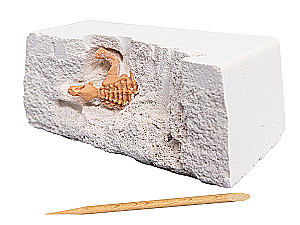 Excavation Set for Young Paleontologist