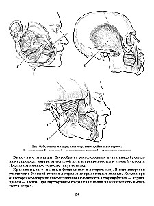 Speech Therapy Massage. A Comprehensive Approach to Correcting Speech Pathology in Children