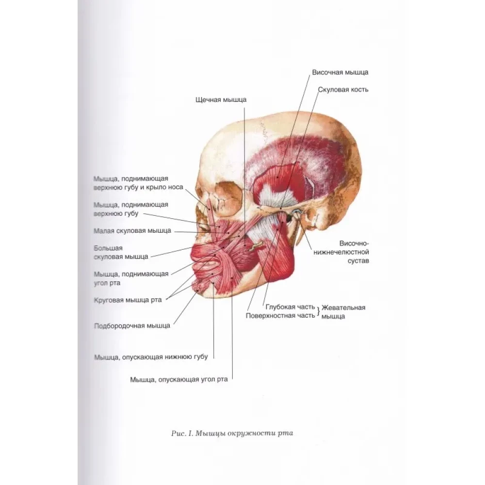 Speech Therapy Massage for Different Forms of Dysarthria