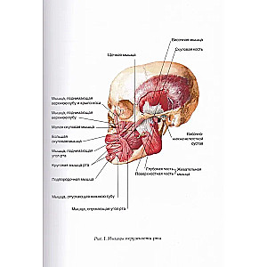 Speech Therapy Massage for Different Forms of Dysarthria