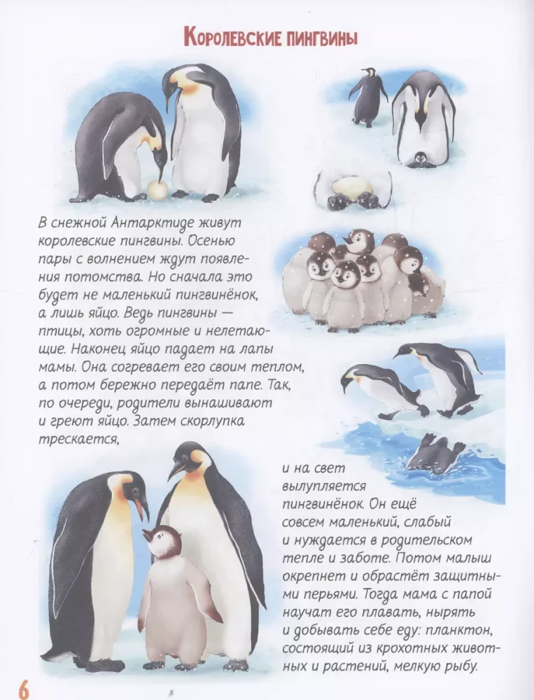 About Our Furry Friends