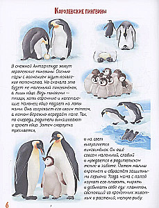 About Our Furry Friends