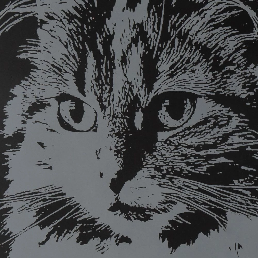 Scratching Animals. Fluffy Cat