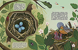 Kas dzīvo mežā? Ilustrēts dzīvnieku atlants