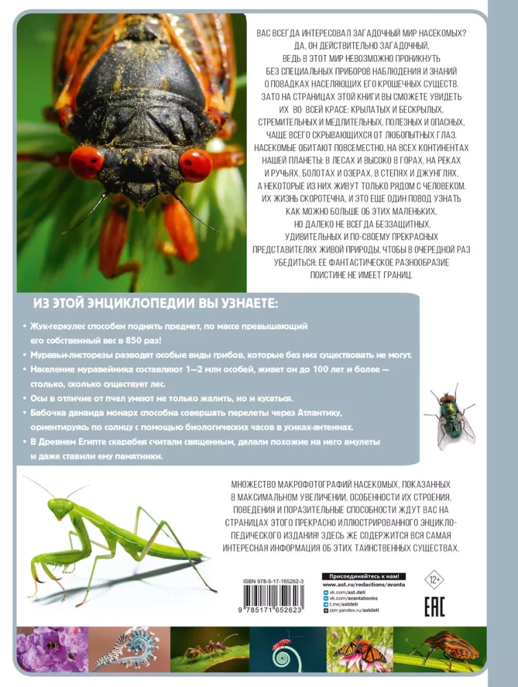Insects