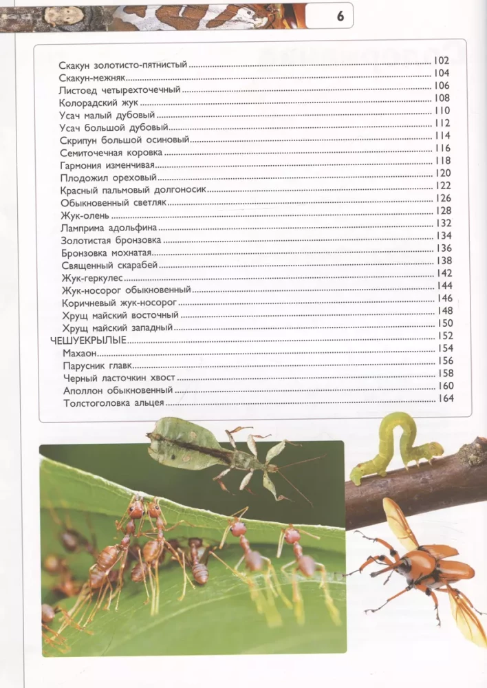 Insects