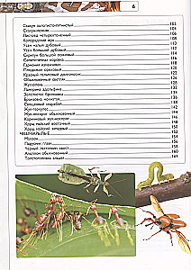 Insects