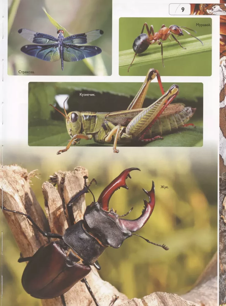 Insects