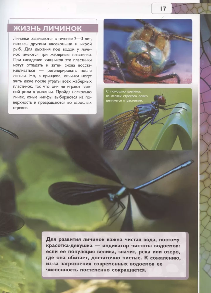 Insects