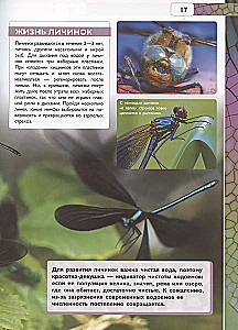 Insects