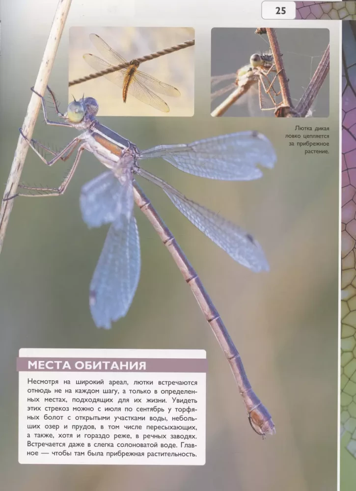 Insects