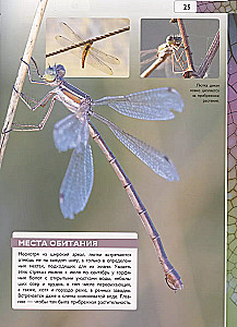 Insects