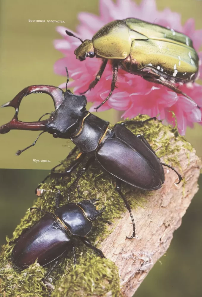Insects