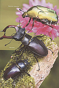 Insects