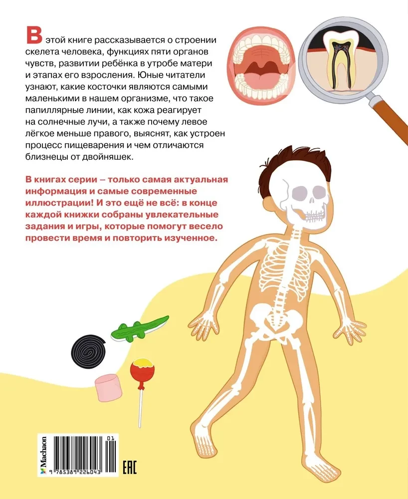 How the Human Body is Structured