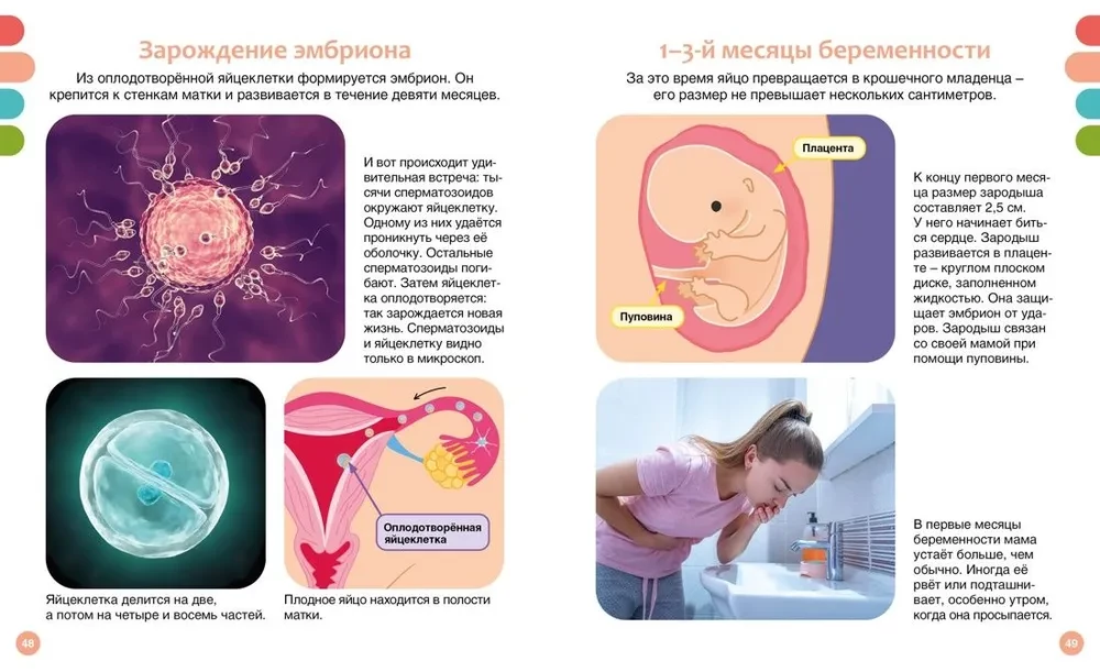 How the Human Body is Structured