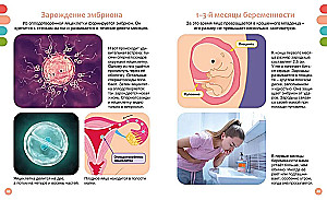 How the Human Body is Structured