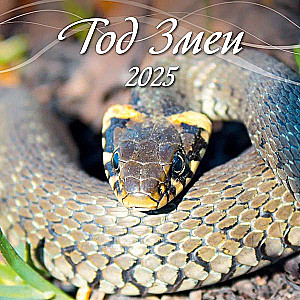 Wall calendar for 2025. Year of the Snake