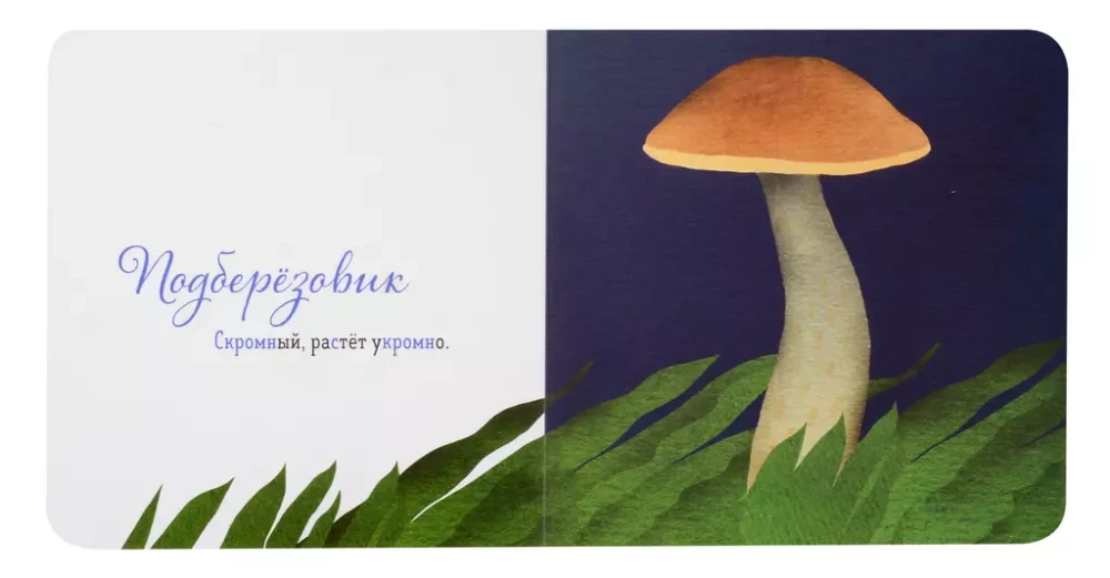 Where is your mushroom?