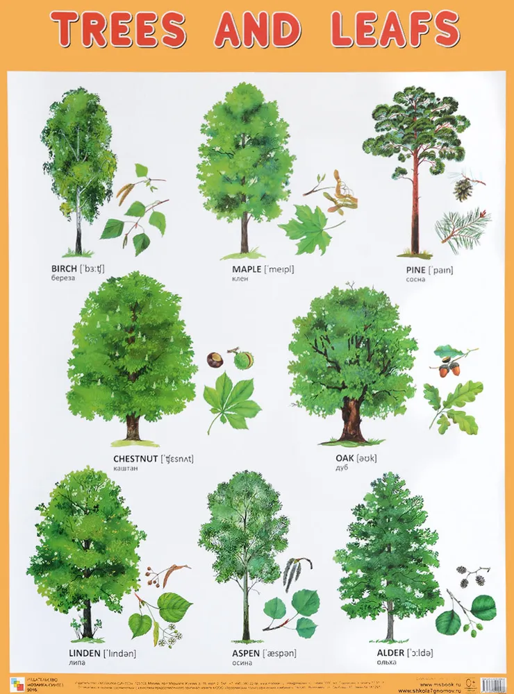Koki un lapas (Деревья и листья), plakāts 45х60