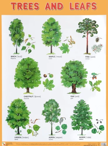 Trees and Leafs (Деревья и листья), poster 45x60