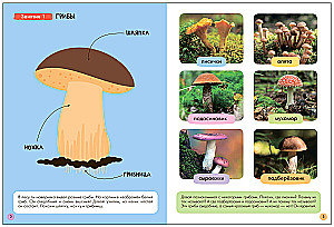 School of Seven Dwarfs. Basic Course. The Surrounding World. Set 3+