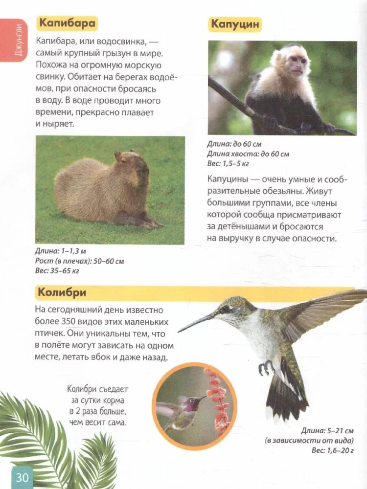 Animals