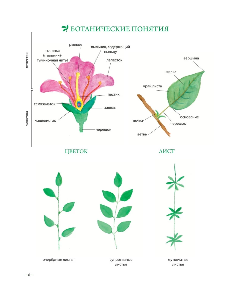 Herbalist's Grimoire. An Illustrated Guide to Gathering, Preparations, and Beneficial Properties of Wild Plants