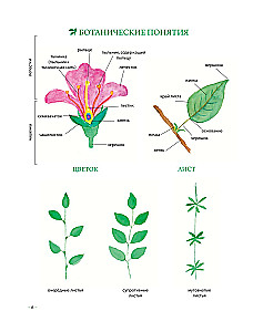 Herbalist's Grimoire. An Illustrated Guide to Gathering, Preparations, and Beneficial Properties of Wild Plants