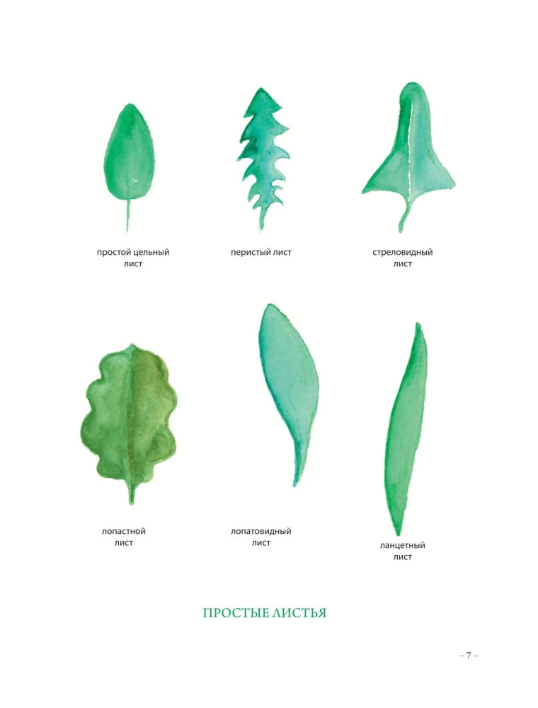 Herbalist's Grimoire. An Illustrated Guide to Gathering, Preparations, and Beneficial Properties of Wild Plants