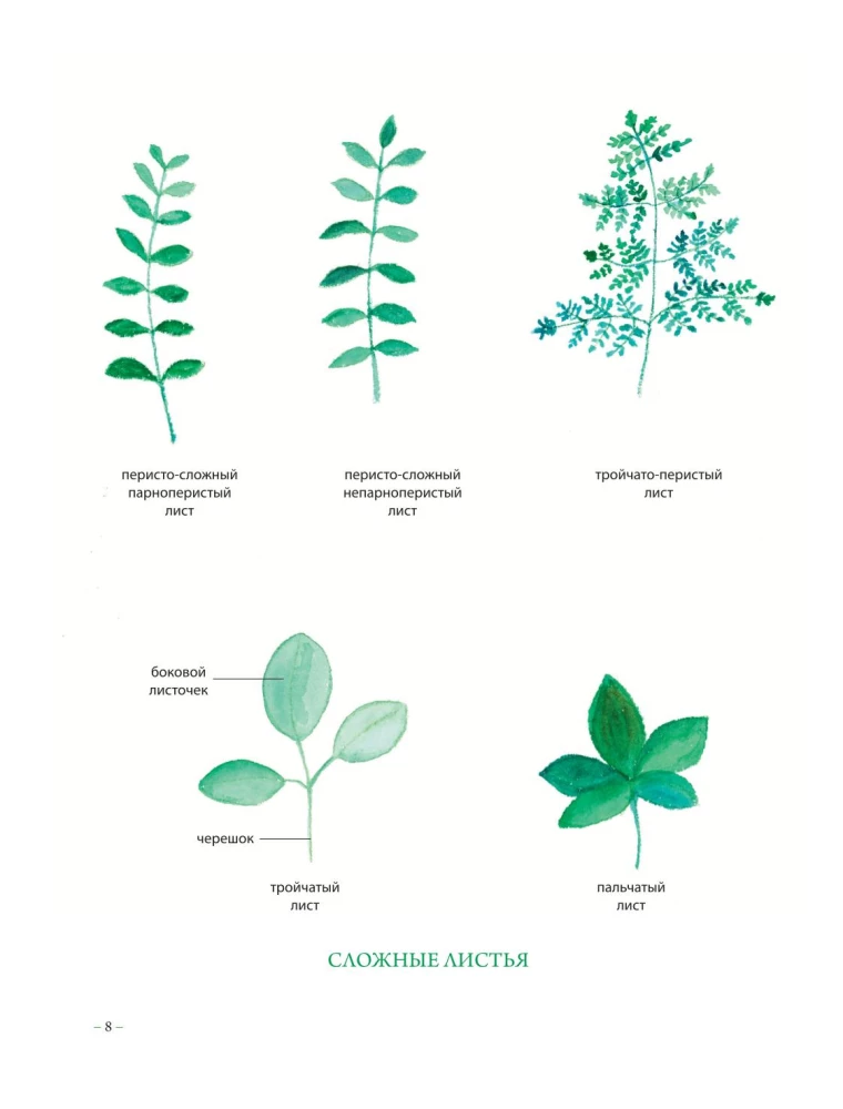 Herbalist's Grimoire. An Illustrated Guide to Gathering, Preparations, and Beneficial Properties of Wild Plants