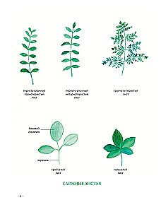 Herbalist's Grimoire. An Illustrated Guide to Gathering, Preparations, and Beneficial Properties of Wild Plants