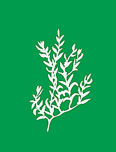 Herbalist's Grimoire. An Illustrated Guide to Gathering, Preparations, and Beneficial Properties of Wild Plants