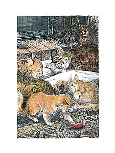 Amazing Alexander and the Winged Cats